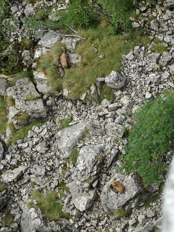 Rupicapra rupicapra.....dal Trentino Alto Adige